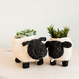 Baby Sheep Coco Fiber Planter - Henderson Garden Supply